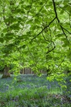 Beneath the Beech