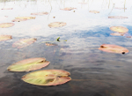 From My Kayak 2026 portfolio