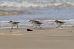 Sanderlings scuttling across a beach at Loch Indaal, Islay