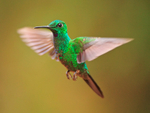 Green-crowned Brilliant (male) hovering at La Paz Waterfall Gardens