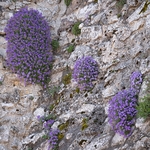Gargano Aubretia (Aubretia columnae ssp italica) 