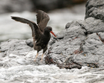 Blackish Oystercatcher (juvenile) wings raised, Chanaral Island, Chile