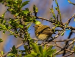 Chiffchaff