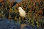 Little Egret