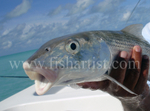 Captured Bonefish.