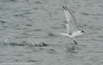 Black-headed Gull