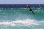 Southern Giant Petrel banking over sea, Volunteer Point, Falklands