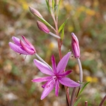 Rose-bay willowherb (Epilobium angustifolium)