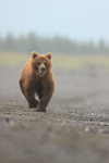 Brown Bear running along beach, Silver salmon Creek, Alaska