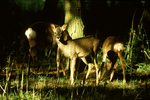 Roe Deer
