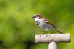 House Sparrow - Passer domesticus