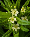 Common Gromwell