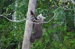 Brown Bear cub