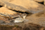 Pied Flycatcher bathing, Claret, Spain