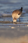 Sanderling foraging in the sea, Fort De Soto, Florida