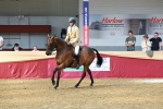 SBM_14923