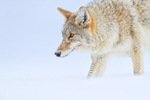 Coyote passes close, Hayden Valley, Yellowstone