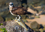 Osprey with Whiting 1