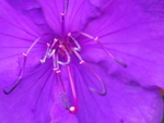 P61803750715