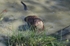 Otter