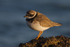 Ringed Plover