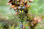 Male Southern hawker
