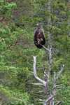 White-tailed Sea-Eagle (juvenile) perched on dead tree, Norway