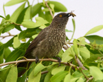 Arrow-marked Babbler with grasshopper