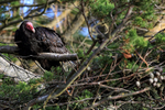 Turkey Vulture resting in tree, Carcass Island, Falklands
