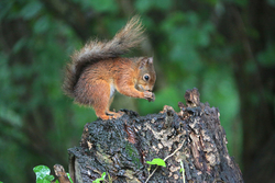 Wildlife portfolio