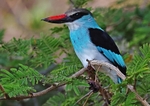 Blue Breasted Kingfisher