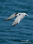 Common Tern 080613 12