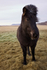 Icelandic Horse