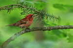 Purple Finch (male) side, Minnesota, USA