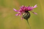 Greater Knapweed flower, Seven Barrows, Berkshire