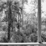 Corkscrew Swamp Sanctuary 2010