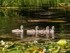 Mute Swan cygnets