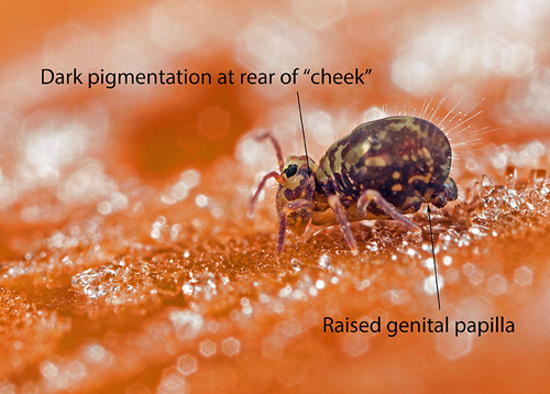 Male [i]Dicyrtomina saundersi[/i] on the underside of a frosty fallen leaf. Warwickshire, December 2012. Note cheek p…
