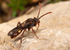 Nomada hirtipes (f)