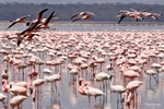 IMG_0566 Nakuru