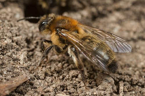 [i]Andrena carantonica[/i], newly-emerged female. Staffordshire garden; April 2015.
