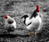 Cockerel
