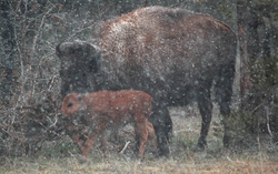 Yellowstone portfolio