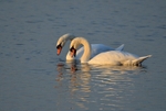 Mute Swans