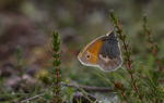Little Heath Butterfly at Prees Heath, Shropshire