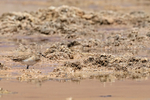 Baird's Sandpiper, Quepiaco, Antofagasta, Chile