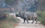 Rhino