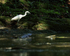 Little Blue Heron (immature), Panama