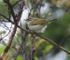 Eastern Crowned Warbler