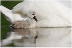Mother and Child 